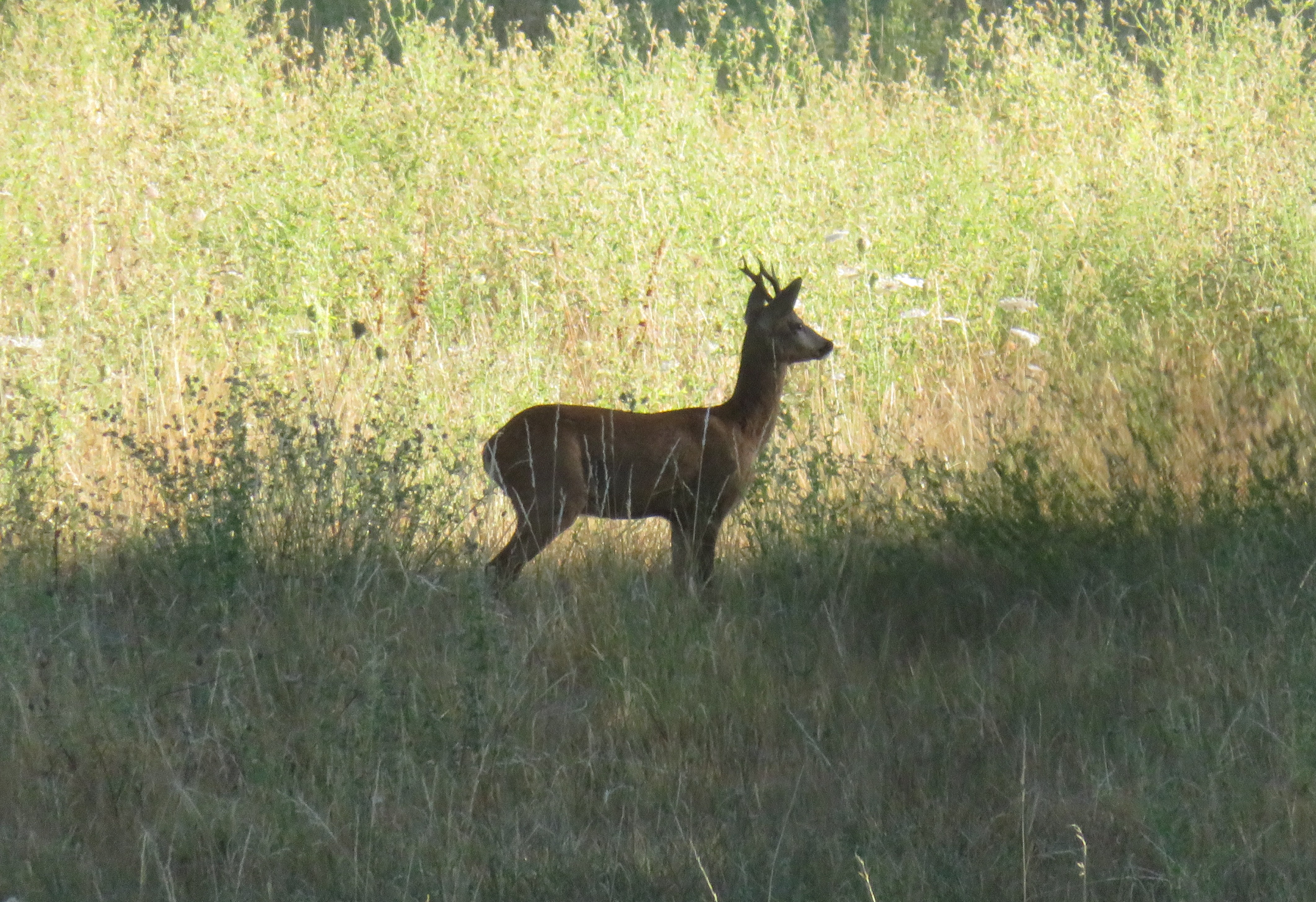 j'entends le tracteur