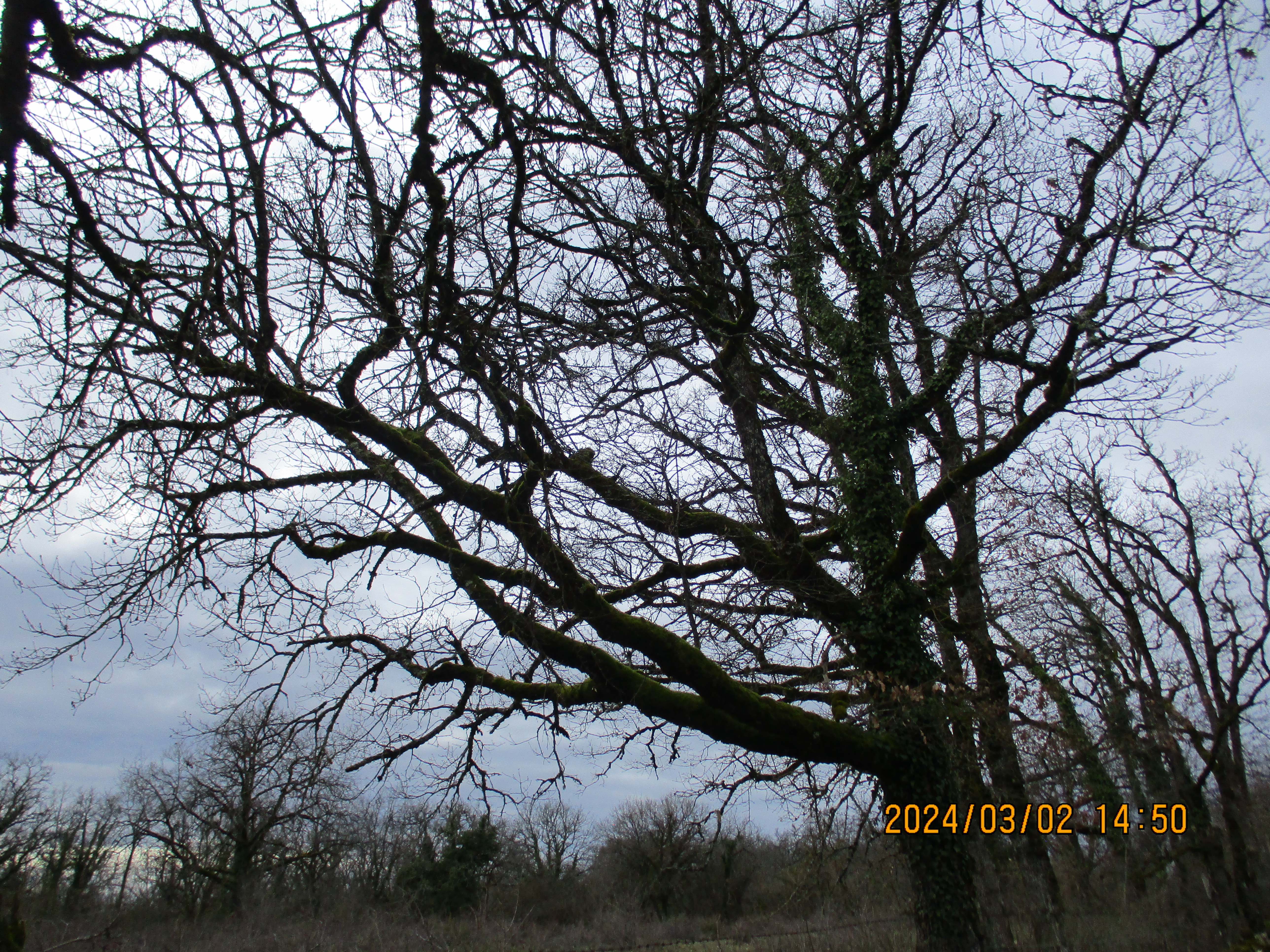 Le causse d&rsquo;Assier : portraits d&rsquo;arbres